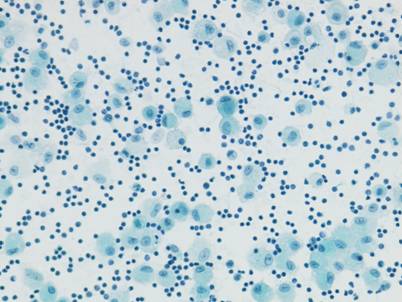 IMAGE1.BMP